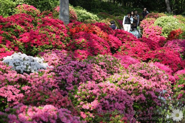 東京景點, 根津神社, 杜鵑花季, 日本賞花, 日本自由行, 東京自助