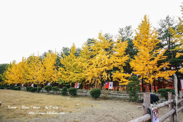 南怡島, 南怡島一日遊, 秋天南怡島, 首爾近郊景點, 韓國景點, 南怡島住宿, 南怡島自由行