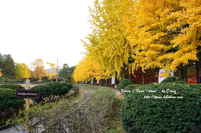 南怡島, 南怡島一日遊, 秋天南怡島, 首爾近郊景點, 韓國景點, 南怡島住宿, 南怡島自由行