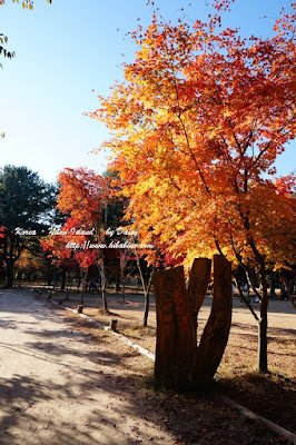 南怡島, 南怡島一日遊, 秋天南怡島, 首爾近郊景點, 韓國景點, 南怡島住宿, 南怡島自由行