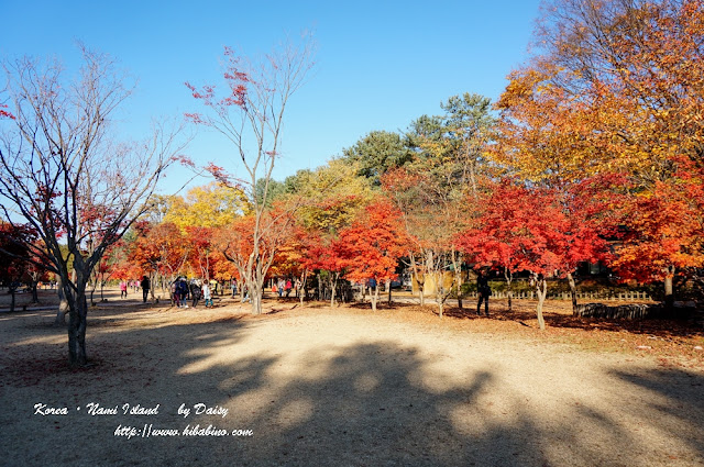 南怡島, 南怡島一日遊, 秋天南怡島, 首爾近郊景點, 韓國景點, 南怡島住宿, 南怡島自由行