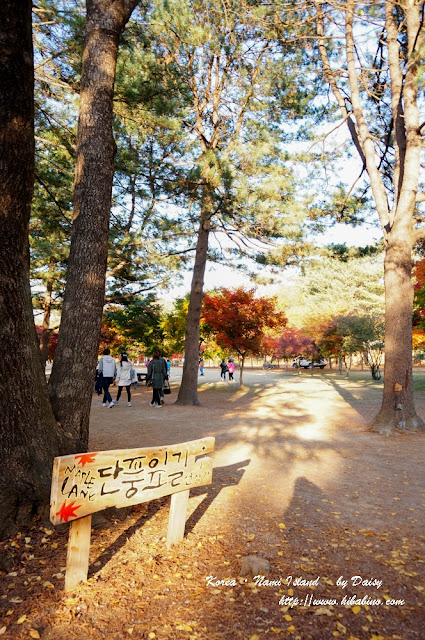 南怡島, 南怡島一日遊, 秋天南怡島, 首爾近郊景點, 韓國景點, 南怡島住宿, 南怡島自由行