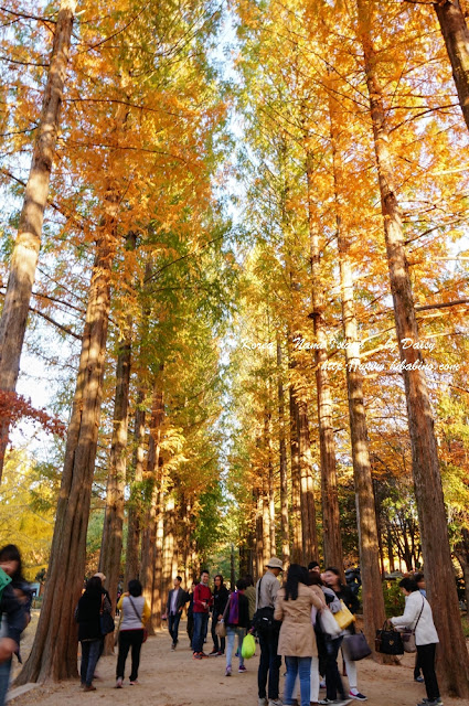 南怡島, 南怡島一日遊, 秋天南怡島, 首爾近郊景點, 韓國景點, 南怡島住宿, 南怡島自由行