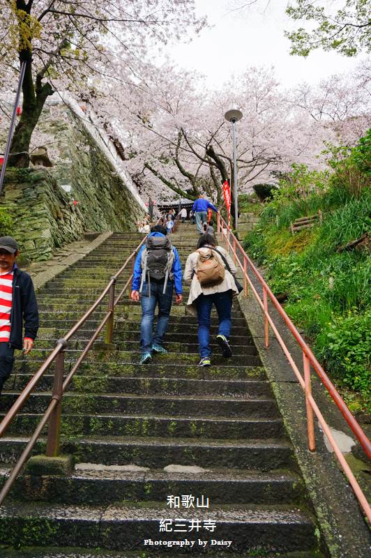 wakayama-sakura-29