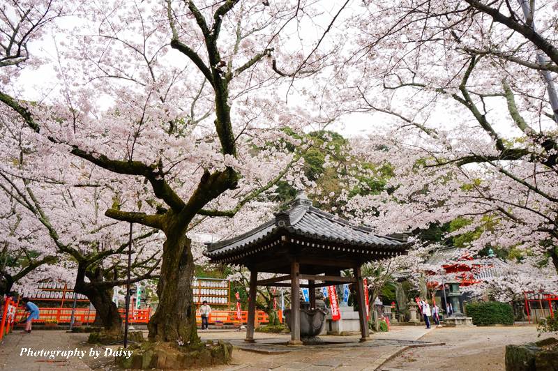 紀三井寺, 和歌山景點, 和歌山自由行, 和歌山自助, 和歌山櫻花, 關西景點