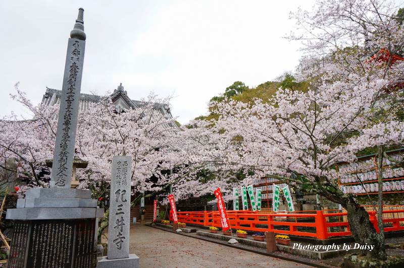 紀三井寺, 和歌山景點, 和歌山自由行, 和歌山自助, 和歌山櫻花