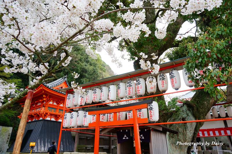 wakayama-sakura-55