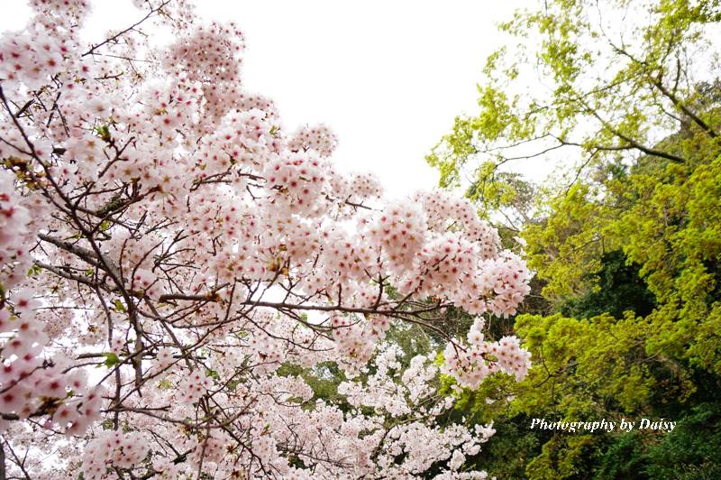 wakayama-sakura-63