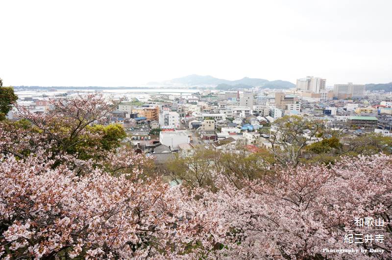 紀三井寺, 和歌山景點, 和歌山自由行, 和歌山自助, 和歌山櫻花