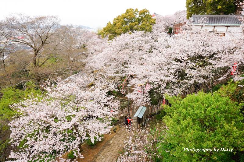 wakayama-sakura-68