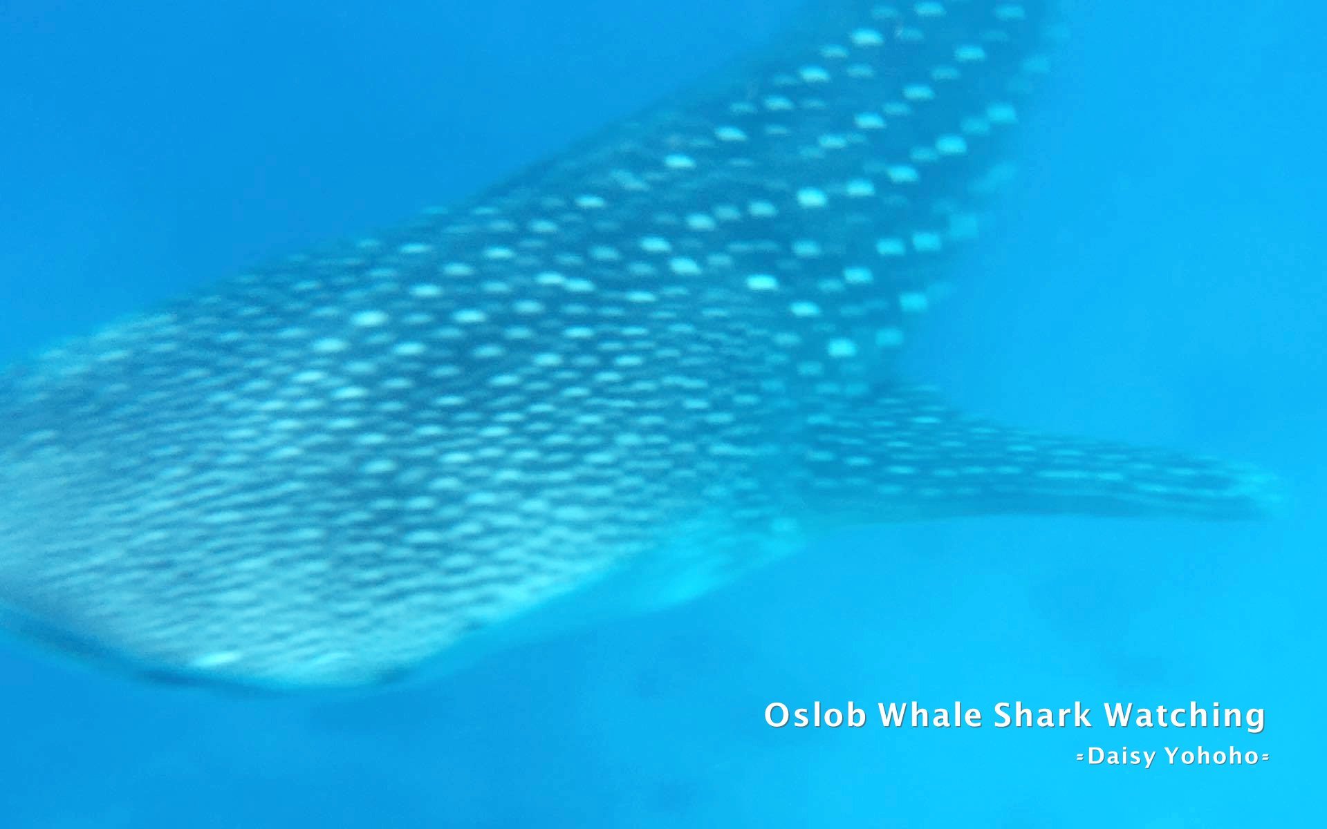 oslobwhaleshark, 菲律賓宿霧, 宿霧景點, 宿霧語言學校, 菲律賓語言學校, 宿霧自由行, CIJ academy, 宿霧自助旅行, 黛西優齁齁