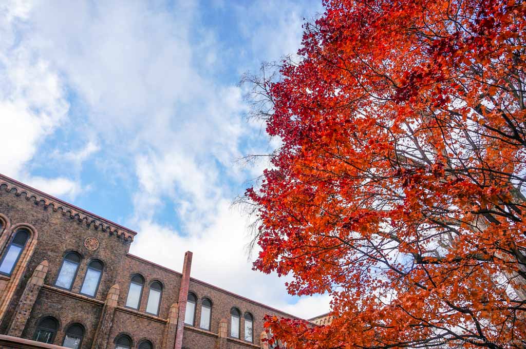 北海道, 北海道大學, 賞楓, 賞銀杏, 銀杏大道, 日本旅遊, hokkaido-Sapporo, 楓葉