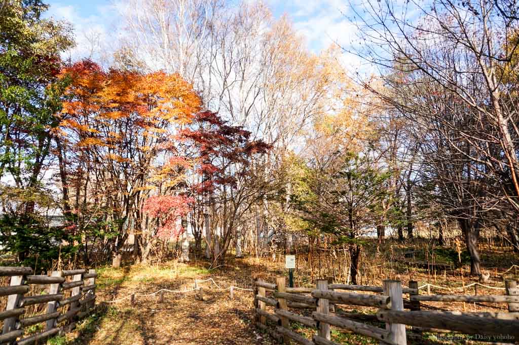 北海道賞楓 | 北海道大學散策 金黃銀杏大道、著名賞楓景點．札幌校區