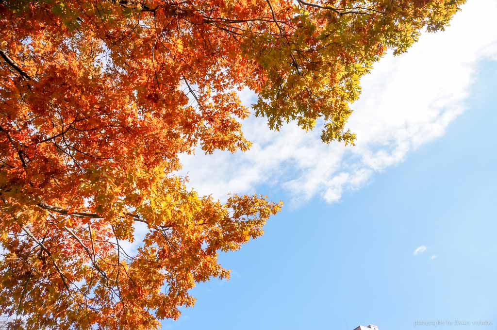 北海道, 北海道大學, 賞楓, 賞銀杏, 銀杏大道, 日本旅遊, hokkaido-Sapporo, 楓葉 北海道, 北海道大學, 賞楓, 賞銀杏, 銀杏大道, 日本旅遊, hokkaido-Sapporo, 楓葉