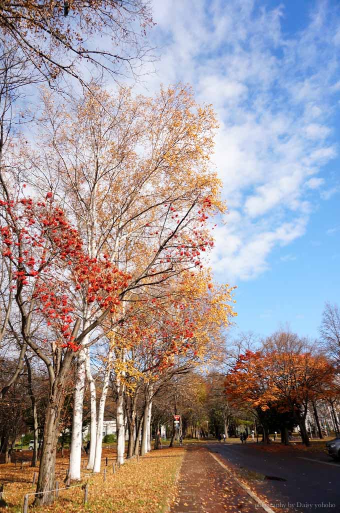 北海道, 北海道大學, 賞楓, 賞銀杏, 銀杏大道, 日本旅遊, hokkaido-Sapporo, 楓葉