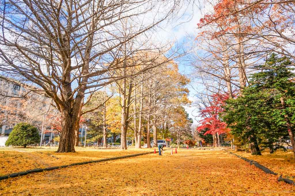 北海道, 北海道大學, 賞楓, 賞銀杏, 銀杏大道, 日本旅遊, hokkaido-Sapporo, 楓葉