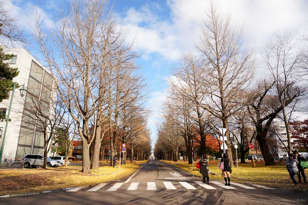 北海道, 北海道大學, 賞楓, 賞銀杏, 銀杏大道, 日本旅遊, hokkaido-Sapporo, 楓葉