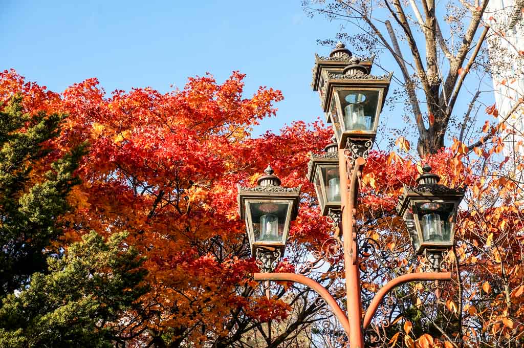 北海道, 北海道大學, 賞楓, 賞銀杏, 銀杏大道, 日本旅遊, hokkaido-Sapporo, 楓葉 札幌, 北海道, 北海道大學, 賞楓, 賞銀杏, 銀杏大道, 日本旅遊, hokkaido-Sapporo, 楓葉