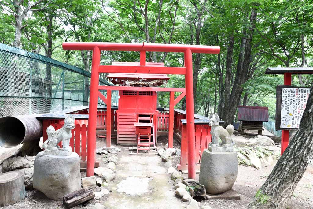 狐狸村, 藏王狐狸村, 日本東北, 東北自由行, 藏王景點, 東北自駕, fox-village