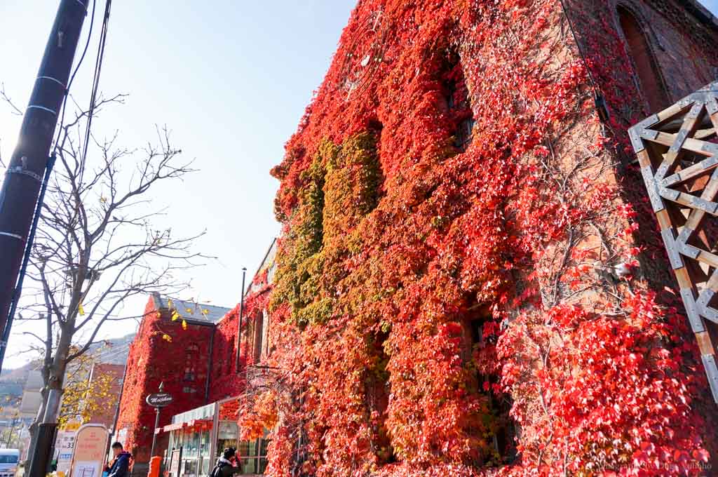 北海道, 函館景點, 金森倉庫, 楓葉, 北海道函館, 日本旅遊, hakodate-kanemori,