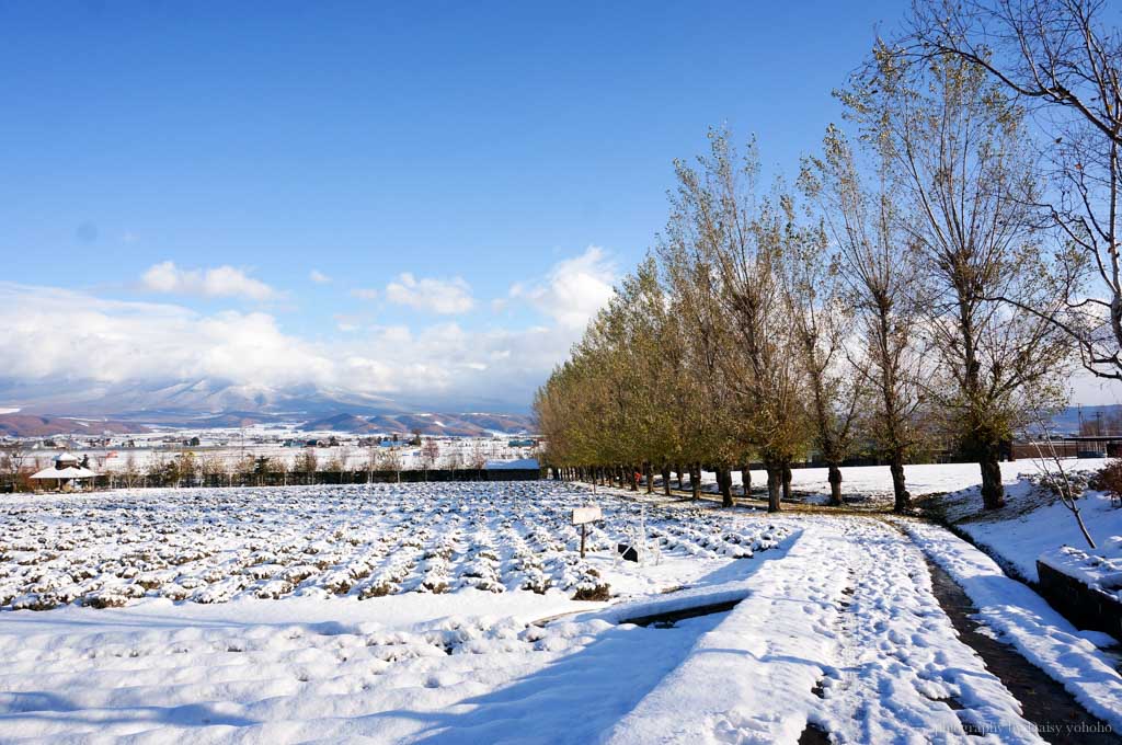 北海道, 青池, 富良野農場, 北海道雪景, 日本旅遊, 北海道自助旅行, 北海道下雪, 北海道自駕, 薰衣草冰淇淋