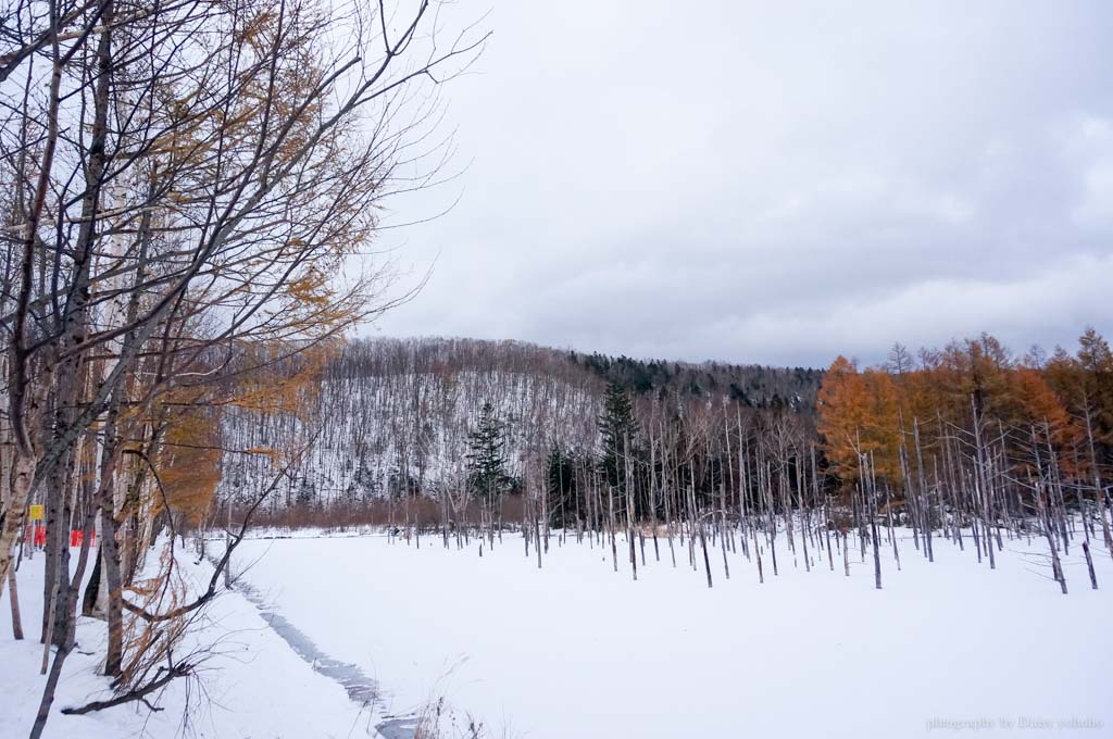 北海道, 青池, 富良野農場, 北海道雪景, 日本旅遊, 北海道自助旅行, 北海道下雪, 北海道自駕, 薰衣草冰淇淋