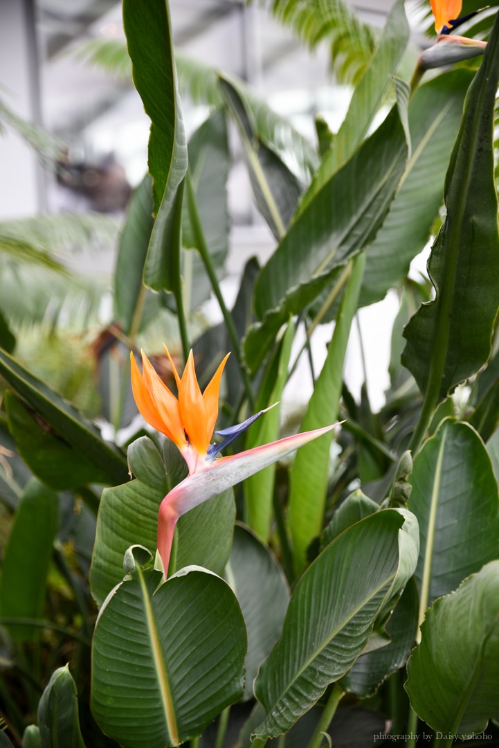 skygarden, 英國倫敦, 倫敦景點, 空中花園, 免費觀景台, 空中酒吧, 倫敦十大景點之一