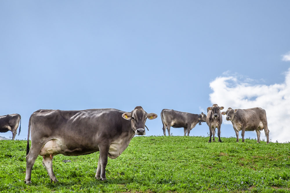 瑞士褐牛 Brown Swiss, 瑞士高山, Stoos 健行, Stoos 纜車, 世界最斜纜車, 世界最陡纜車, 瑞士自助, 瑞士自由行