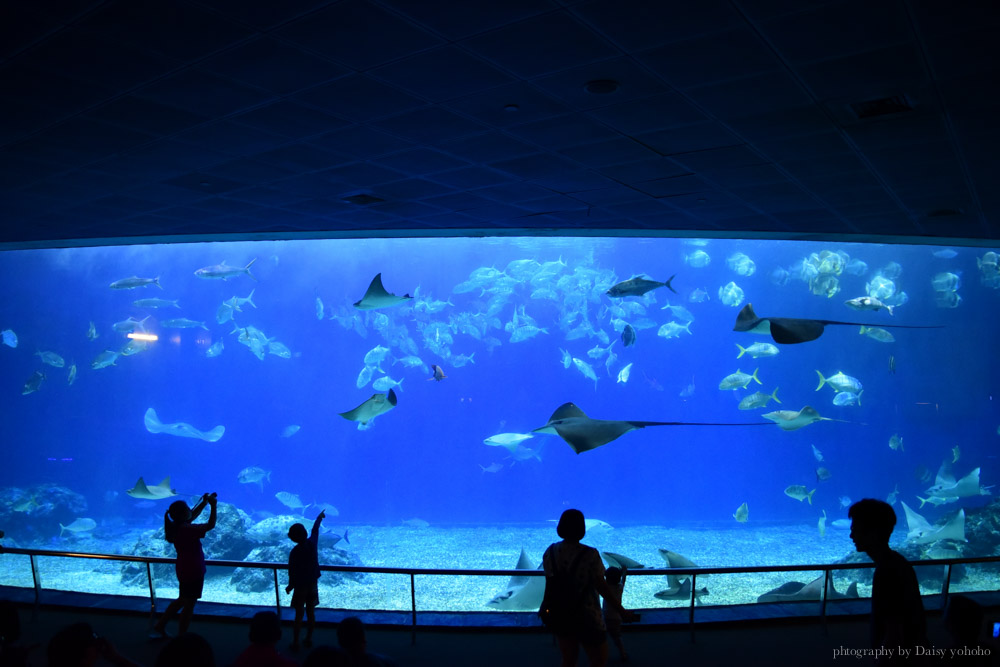 夜宿海生館, 屏東海洋生物博物館, 墾丁旅遊, 墾丁景點, 海生館好玩, 海底隧道, 台灣水域館, 珊瑚王國館