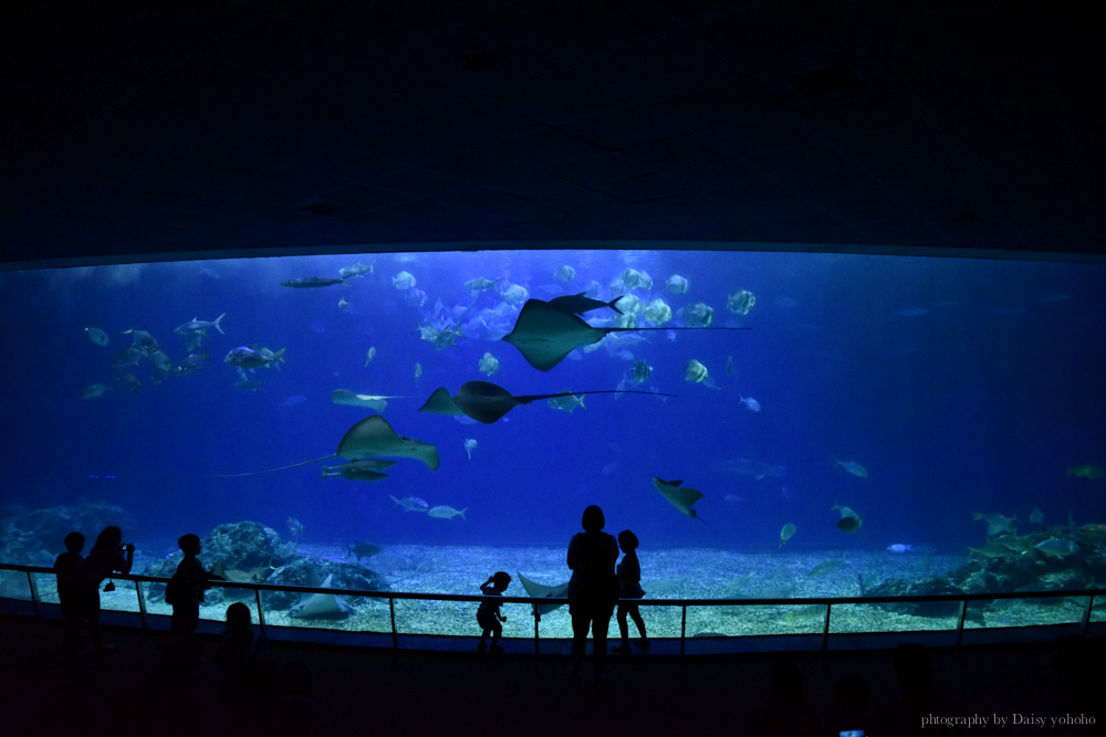 夜宿海生館, 屏東海洋生物博物館, 墾丁旅遊, 墾丁景點, 海生館好玩, 海底隧道, 台灣水域館, 珊瑚王國館, 鯊魚咬吐司, 海生館餐廳,  國立海洋生物博物館