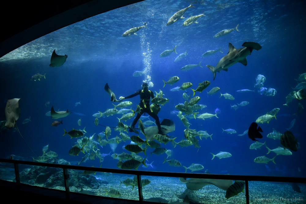 海生館, 屏東海洋生物博物館, 墾丁旅遊, 墾丁景點, 海生館好玩, 海底隧道, 台灣水域館, 珊瑚王國館