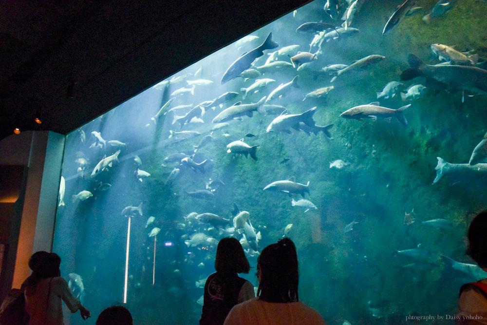 夜宿海生館, 屏東海洋生物博物館, 墾丁旅遊, 墾丁景點, 海生館好玩, 海底隧道, 台灣水域館, 珊瑚王國館