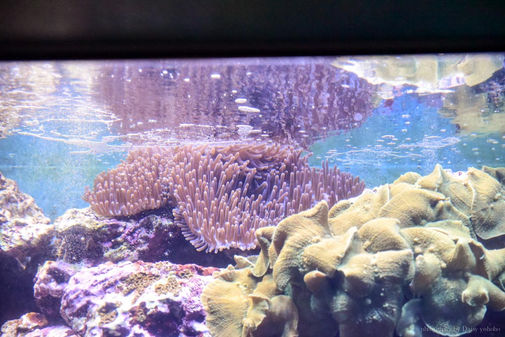 夜宿海生館, 屏東海洋生物博物館, 墾丁旅遊, 墾丁景點, 海生館好玩, 海底隧道, 台灣水域館, 珊瑚王國館