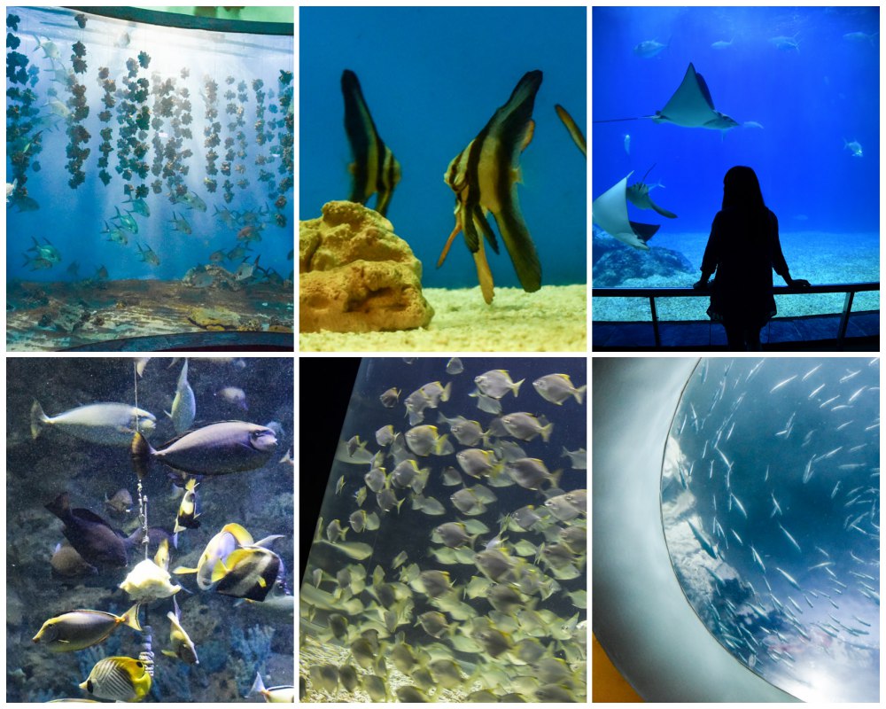 夜宿海生館，與魚共眠的室內露營初體驗！親子、情侶墾丁旅行推薦行程