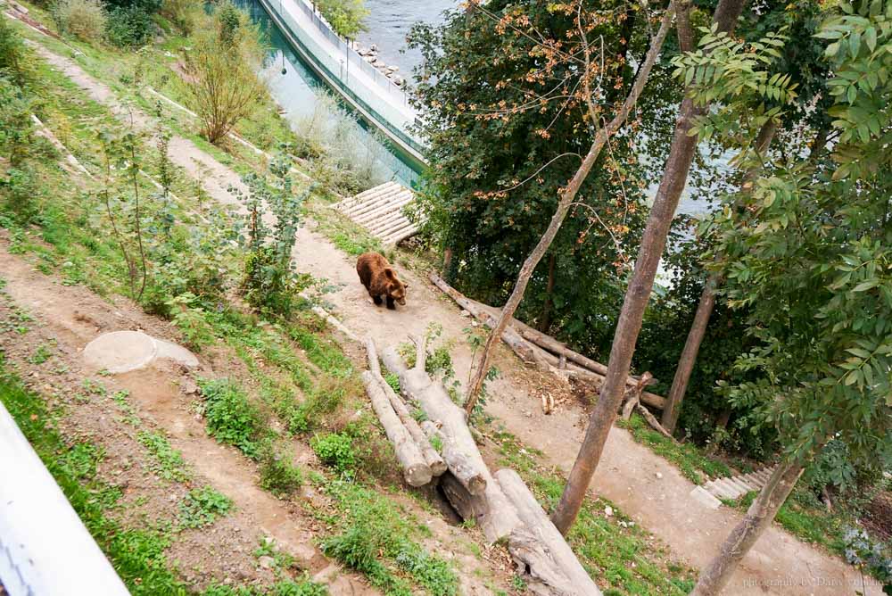 Bern, 伯恩, 瑞士自由行, 瑞士自助旅行, 時鐘塔, 熊公園, 聯邦宮, 德語區