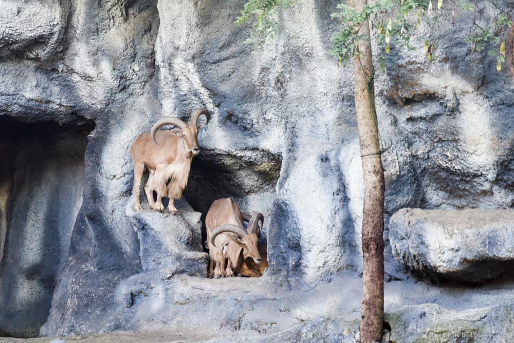 清邁景點, 清邁夜間動物園, 泰國夜間動物園, 泰國景點, 清邁自助, 清邁自由行, chiangmai night safari