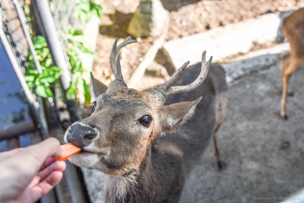 清邁景點, 清邁夜間動物園, 泰國夜間動物園, 泰國景點, 清邁自助, 清邁自由行, chiangmai night safari