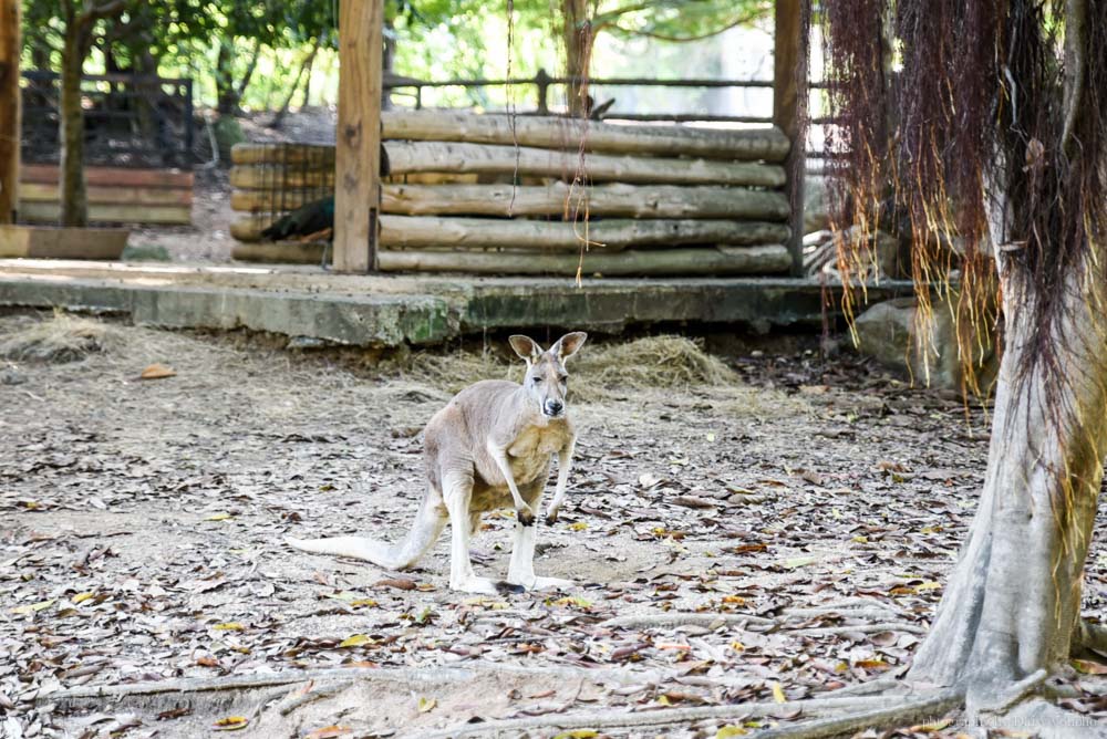 清邁景點, 清邁夜間動物園, 泰國夜間動物園, 泰國景點, 清邁自助, 清邁自由行, chiangmai night safari