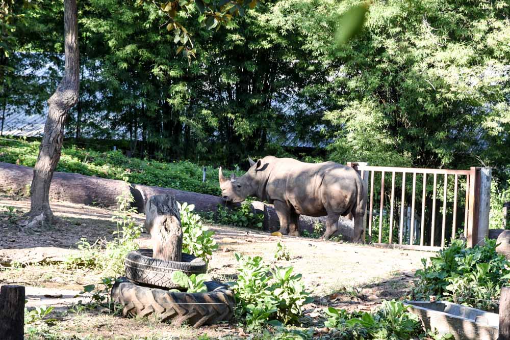 清邁景點, 清邁夜間動物園, 泰國夜間動物園, 泰國景點, 清邁自助, 清邁自由行, chiangmai night safari