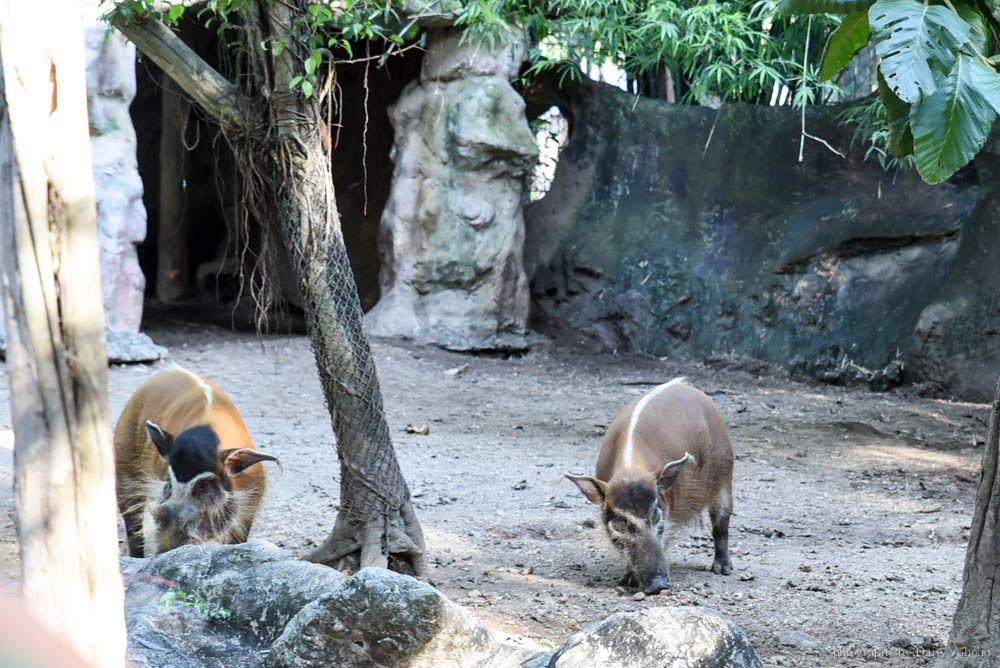 清邁景點, 清邁夜間動物園, 泰國夜間動物園, 泰國景點, 清邁自助, 清邁自由行, chiangmai night safari