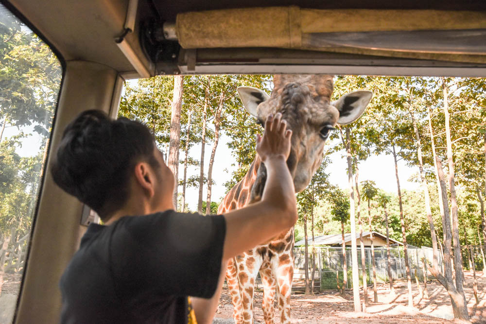 清邁景點, 清邁夜間動物園, 泰國夜間動物園, 泰國景點, 清邁自助, 清邁自由行, chiangmai night safari