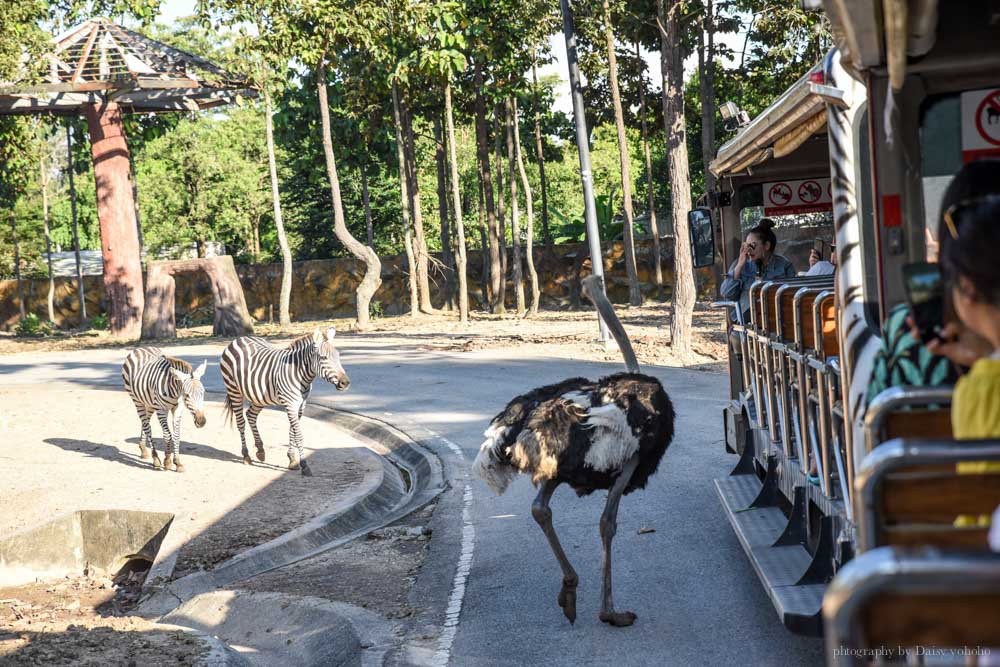 清邁景點, 清邁夜間動物園, 泰國夜間動物園, 泰國景點, 清邁自助, 清邁自由行, chiangmai night safari