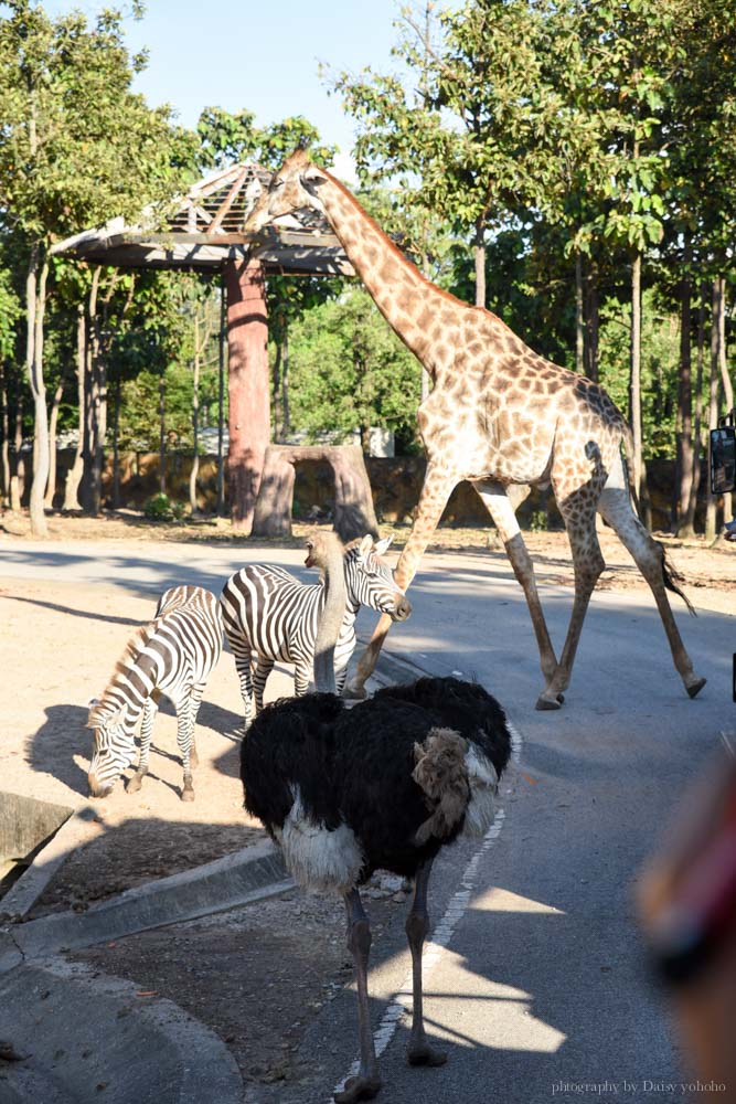 清邁景點, 清邁夜間動物園, 泰國夜間動物園, 泰國景點, 清邁自助, 清邁自由行, chiangmai night safari