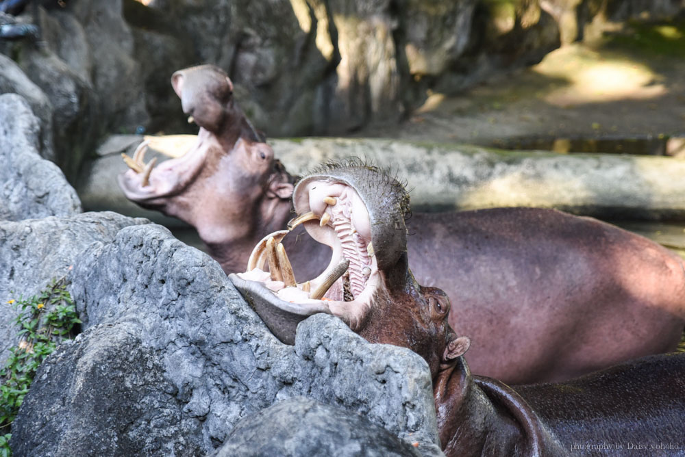 清邁景點, 清邁夜間動物園, 泰國夜間動物園, 泰國景點, 清邁自助, 清邁自由行, chiangmai night safari