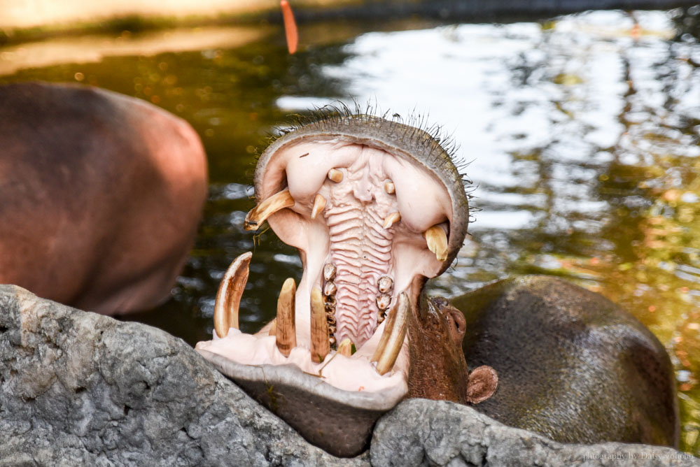 清邁景點, 清邁夜間動物園, 泰國夜間動物園, 泰國景點, 清邁自助, 清邁自由行, chiangmai night safari