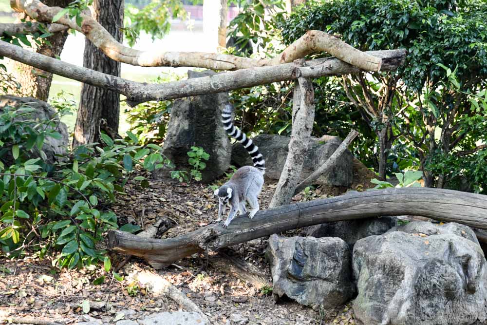 清邁景點, 清邁夜間動物園, 泰國夜間動物園, 泰國景點, 清邁自助, 清邁自由行, chiangmai night safari