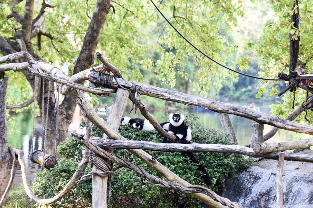 清邁景點, 清邁夜間動物園, 泰國夜間動物園, 泰國景點, 清邁自助, 清邁自由行, chiangmai night safari