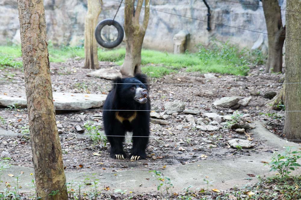 清邁景點, 清邁夜間動物園, 泰國夜間動物園, 泰國景點, 清邁自助, 清邁自由行, chiangmai night safari