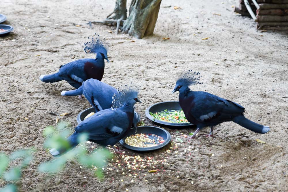 清邁景點, 清邁夜間動物園, 泰國夜間動物園, 泰國景點, 清邁自助, 清邁自由行, chiangmai night safari