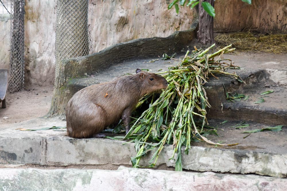 清邁景點, 清邁夜間動物園, 泰國夜間動物園, 泰國景點, 清邁自助, 清邁自由行, chiangmai night safari